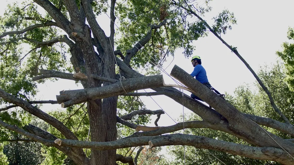Professional Crown Thinning performed by certified arborists in Visalia